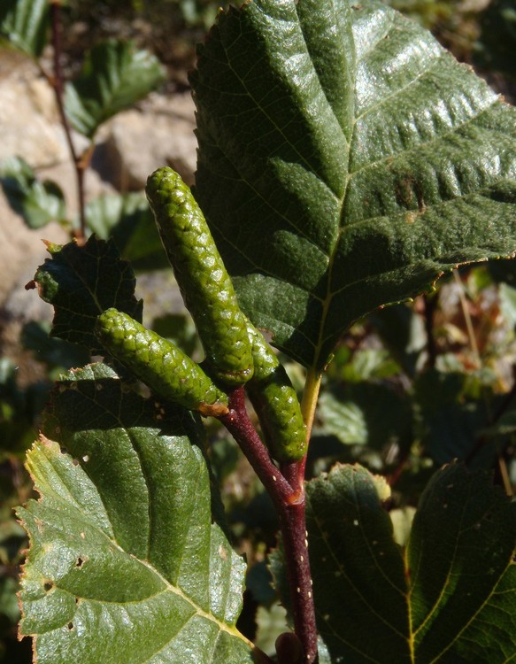 Alnus viridis / Ontano verde